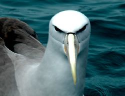Painted Albatros, Looking every inch the boss... by Jayne Dennis 
